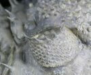 Gorgeous Spiny Drotops Armatus Trilobite - #24770-2